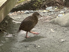 Gallirallus australis