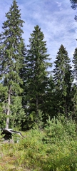 Picea × fennica