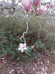 Magnolia × soulangeana