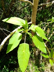 Vasconcellea quercifolia