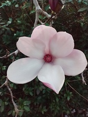 Magnolia × soulangeana