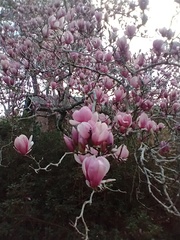 Magnolia × soulangeana