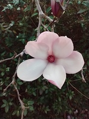 Magnolia × soulangeana