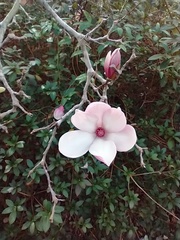 Magnolia × soulangeana