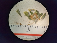 Potentilla pulcherrima