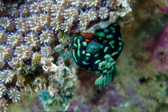 Nembrotha kubaryana