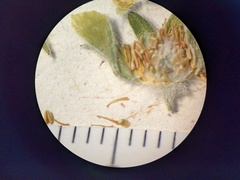 Potentilla pulcherrima