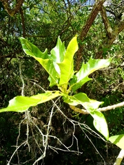 Vasconcellea quercifolia
