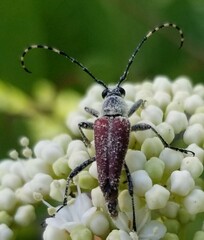 Brachyleptura