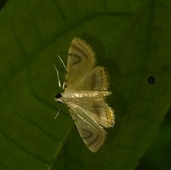 Neurophyseta completalis