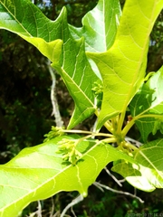 Vasconcellea quercifolia