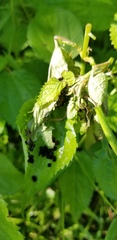 Nymphalini