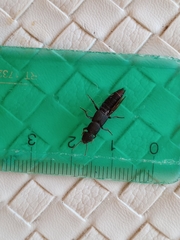 Platydracus scabrosus