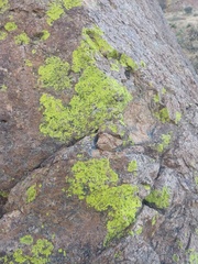 Acarosporaceae