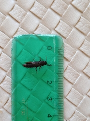 Platydracus scabrosus