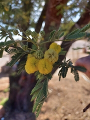 Vachellia nilotica