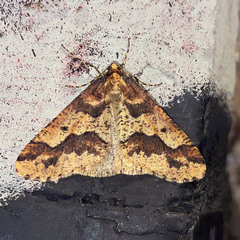 Erannis defoliaria