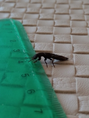 Platydracus scabrosus