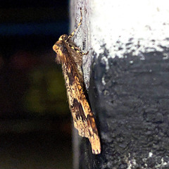 Erannis defoliaria