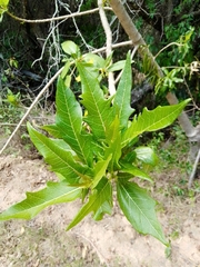 Vasconcellea quercifolia