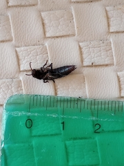 Platydracus scabrosus