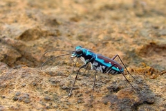 Jansenia azureocincta