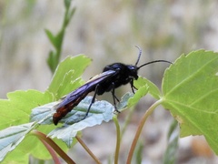Elaphroptera