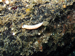 Dermatobranchus albus