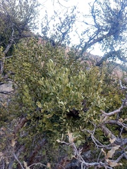 Phoradendron villosum