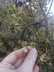 Phoradendron villosum