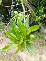 Vasconcellea quercifolia
