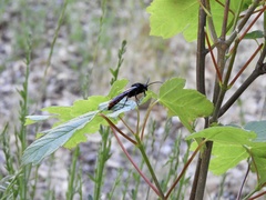 Elaphroptera