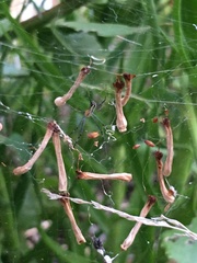 Trichonephila senegalensis