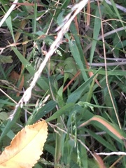 Trichonephila senegalensis