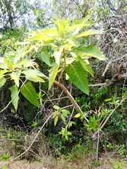 Vasconcellea quercifolia