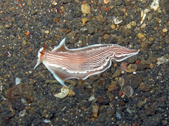 Dermatobranchus rubidus