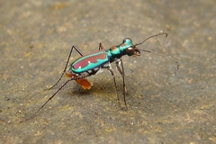 Jansenia azureocincta