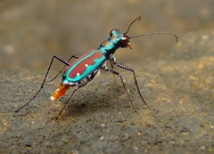 Jansenia azureocincta