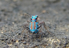 Jansenia azureocincta