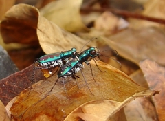 Jansenia azureocincta