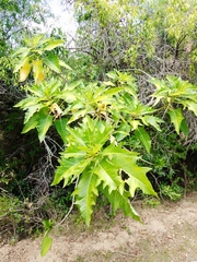 Vasconcellea quercifolia