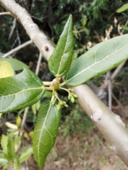 Vasconcellea quercifolia