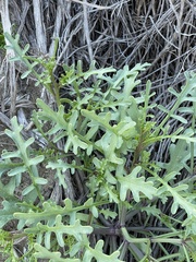 Cakile maritima