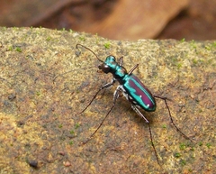 Jansenia azureocincta