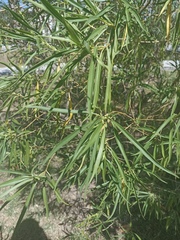 Barkleyanthus salicifolius