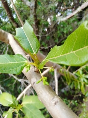 Vasconcellea quercifolia