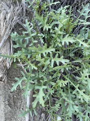 Cakile maritima