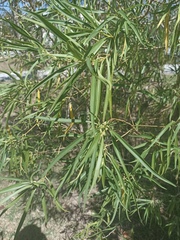 Barkleyanthus salicifolius