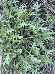 Cakile maritima