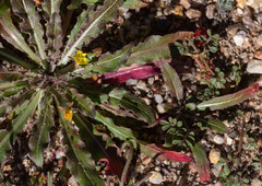 Camissoniopsis micrantha